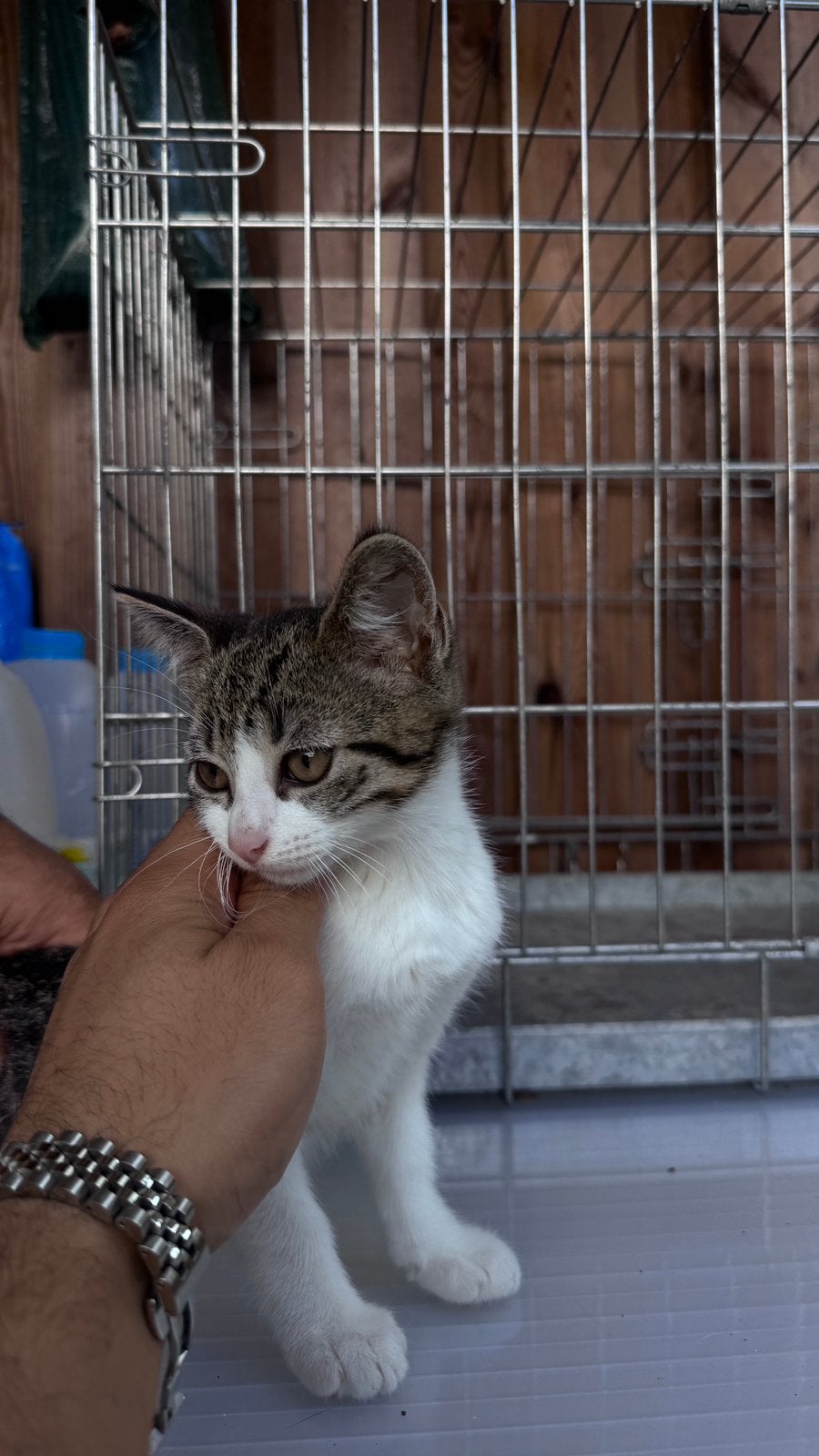 5 schattige kittens te koop 🐱, Meerdere dieren, Kortharig, 0 tot 2 jaar