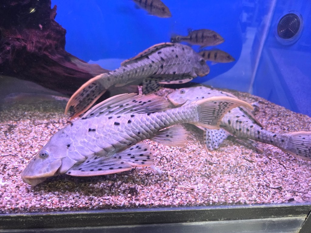 Orange cheek pleco L095 - Pseudorinelepis genibarbis, Vis, Zoetwatervis