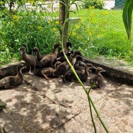 Te koop indische loopeend pullen., Geslacht onbekend, Eend