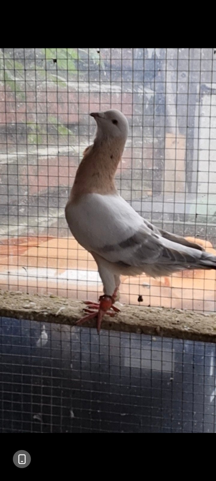 duiven man te koop, Dieren en Toebehoren