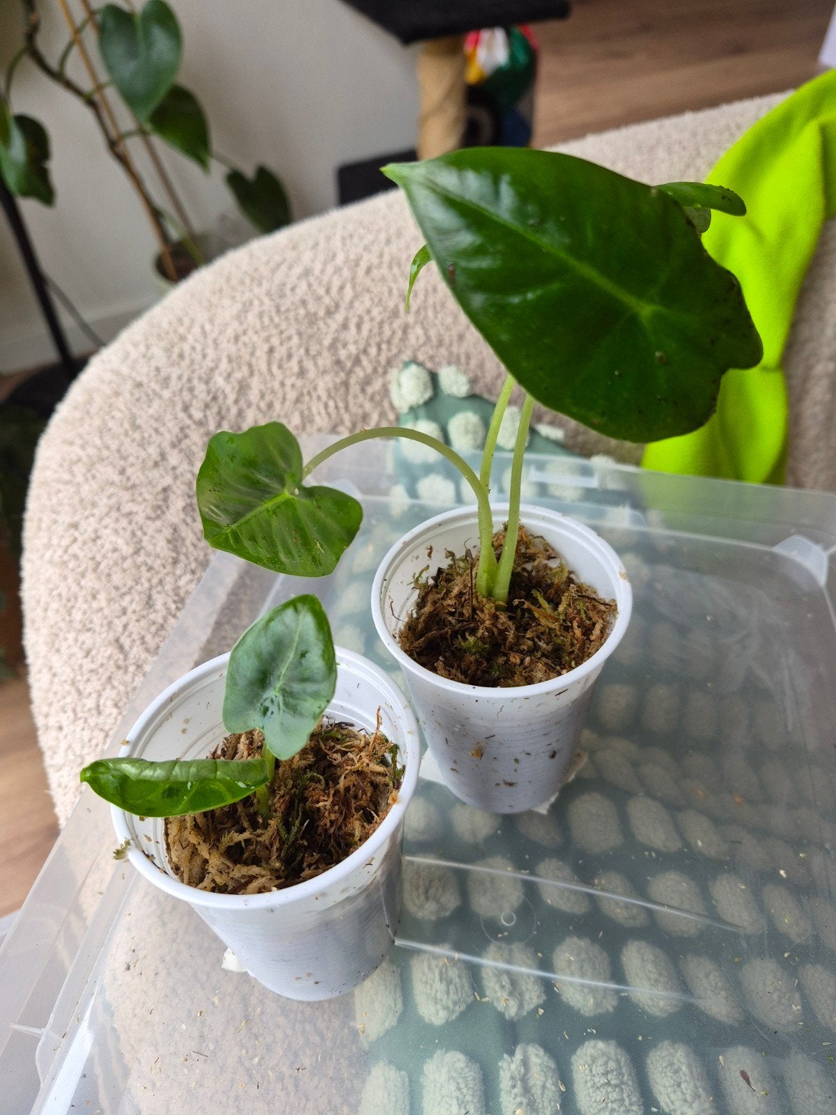 Alocasia Frydek stekjes, Overige soorten, In pot, Minder dan 100 cm, Groene kamerplant