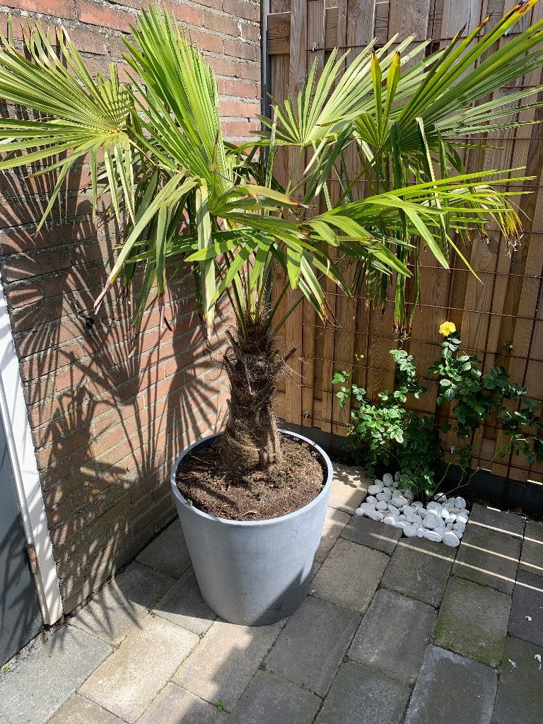 Palmboom in ecopot, Tuin en Terras, Planten | Bomen, 100 tot 250 cm, Zomer, Palmboom, Ophalen