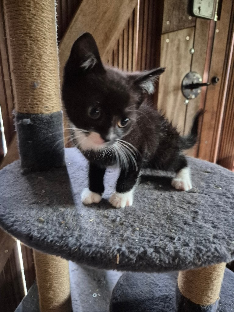 kittens, Meerdere dieren, 0 tot 2 jaar