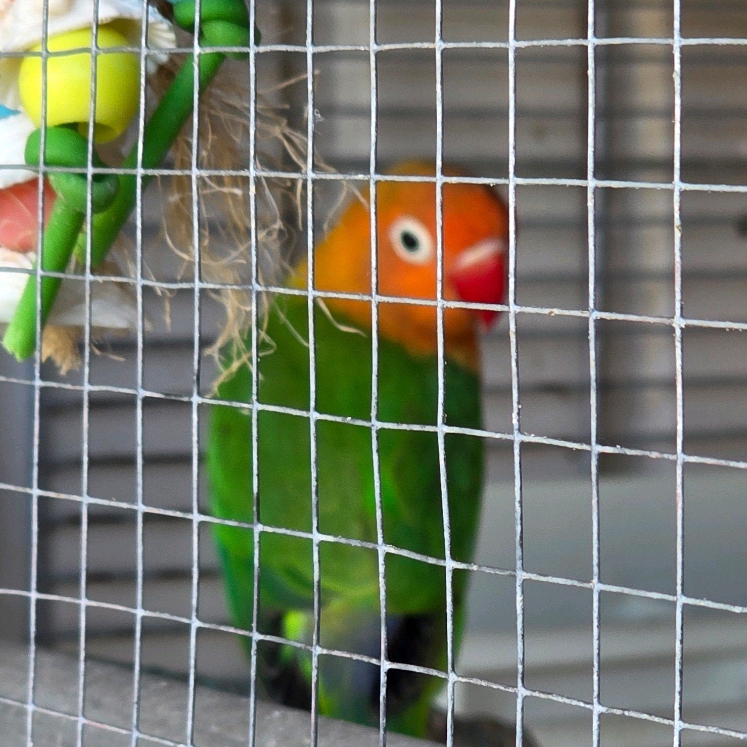 Agapornis fischerie jong 1.5 maand oud baby dwergpapegaai, Dieren en Toebehoren