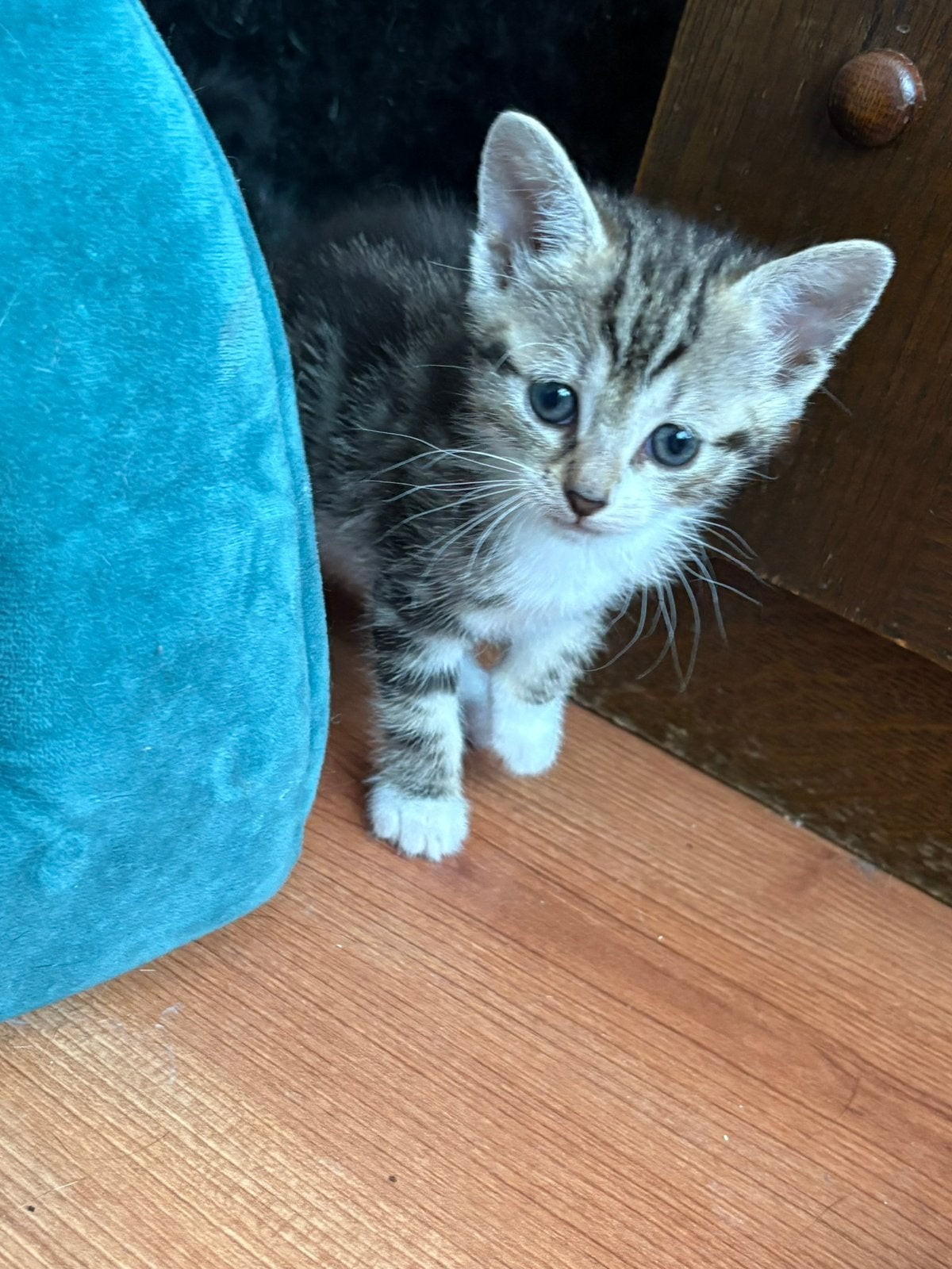 Kittens, Dieren en Toebehoren, Meerdere dieren