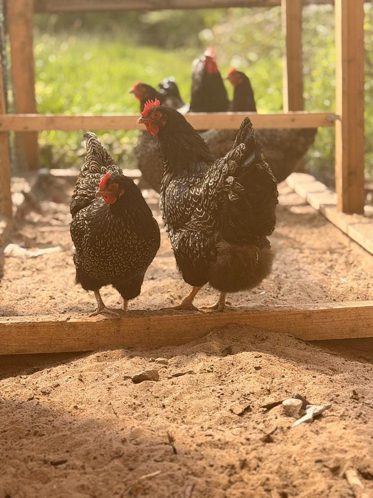 Hele mooie banevelders, Dieren en Toebehoren, Pluimvee