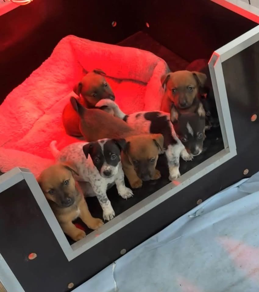 Puppys, Meerdere, Meerdere dieren, Middel, Nederland