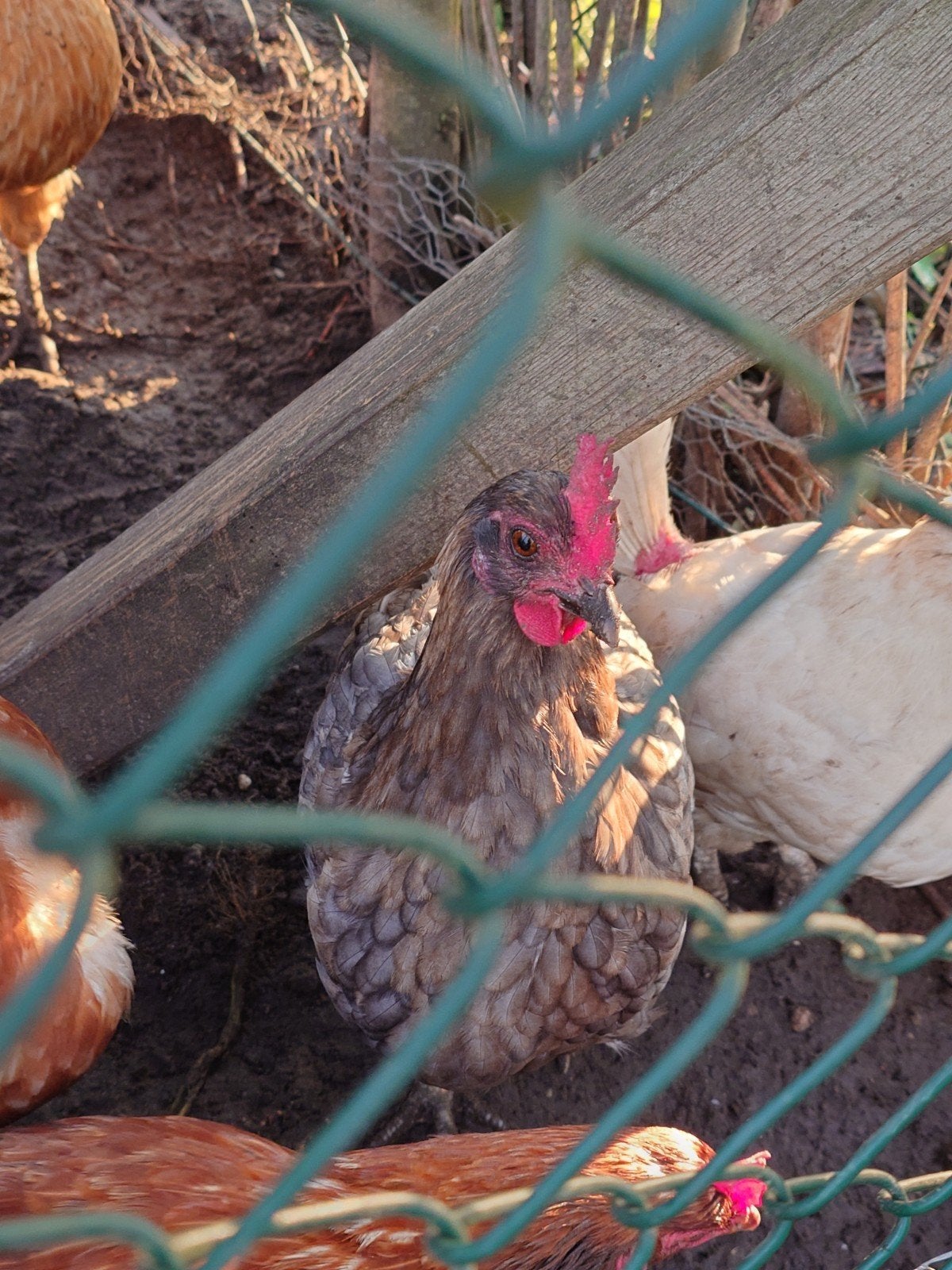 4 groenleggers Araucana hennen, Dieren en Toebehoren, Pluimvee, Vrouwelijk, Kip
