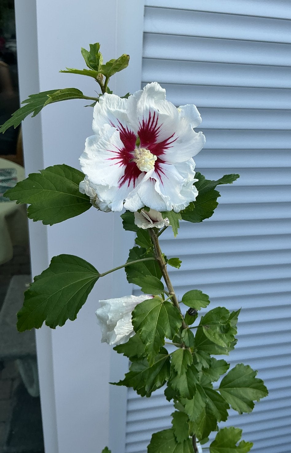 Witte Hibiscus met rood hart, stamhoogte 1.15m, Volle zon, Vaste plant, Zomer, Ophalen