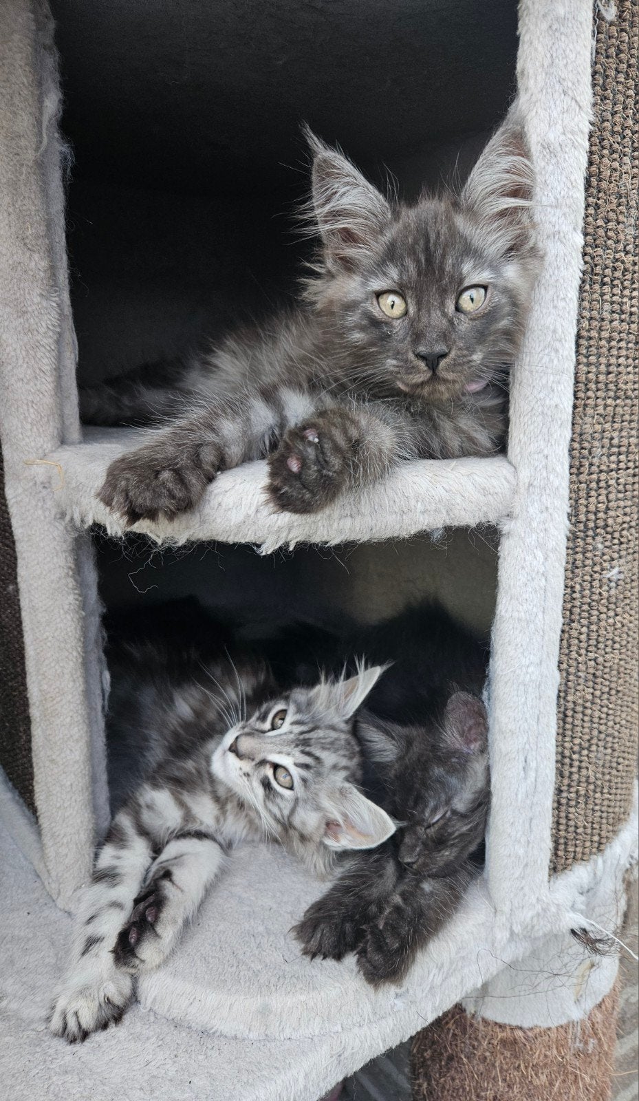 maine coon 100%, Meerdere dieren, Gechipt, 0 tot 2 jaar
