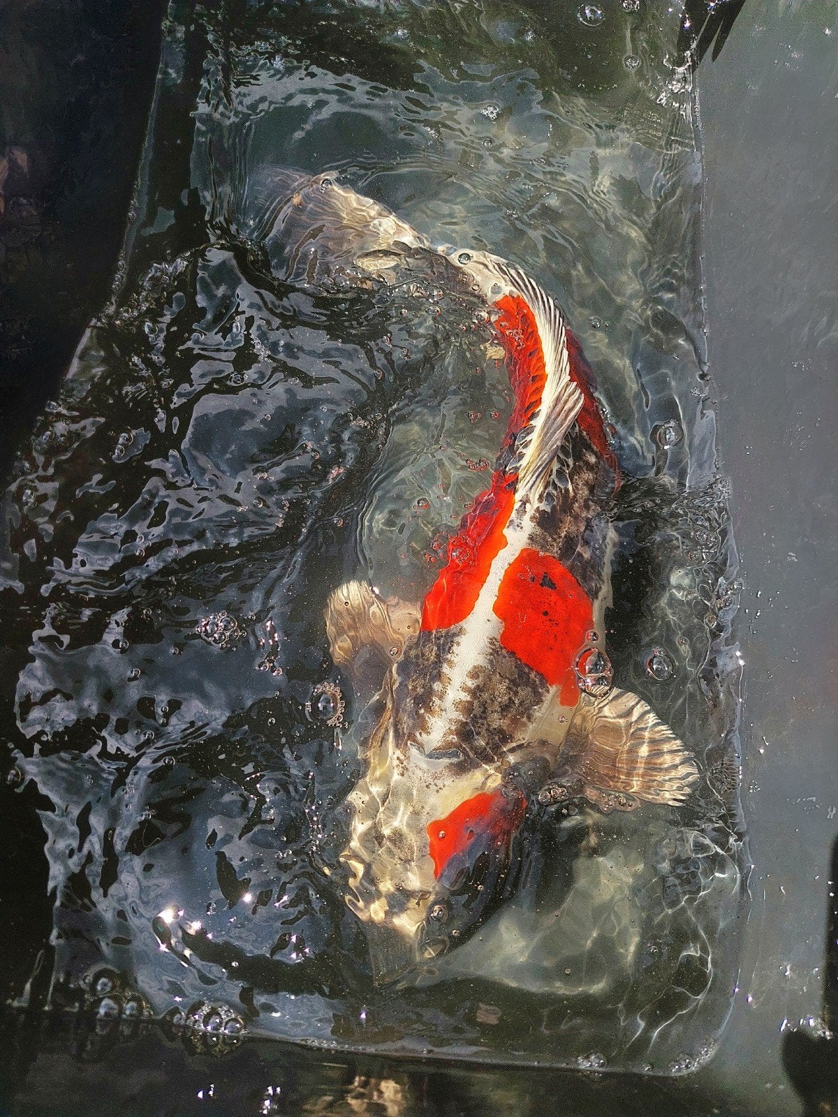 Doitsu Showa 53cm, Karper of Koi