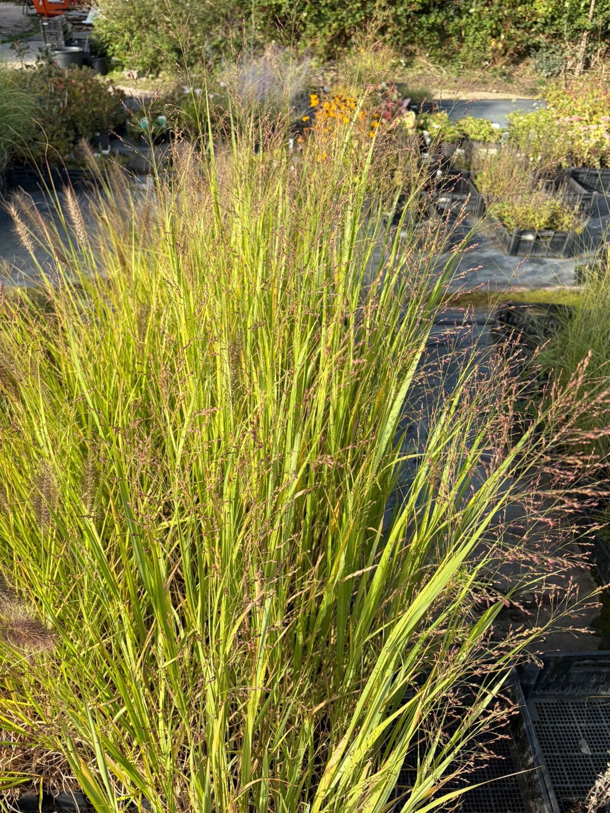 Panicum 'Northwind' / Vingergras AANBIEDING