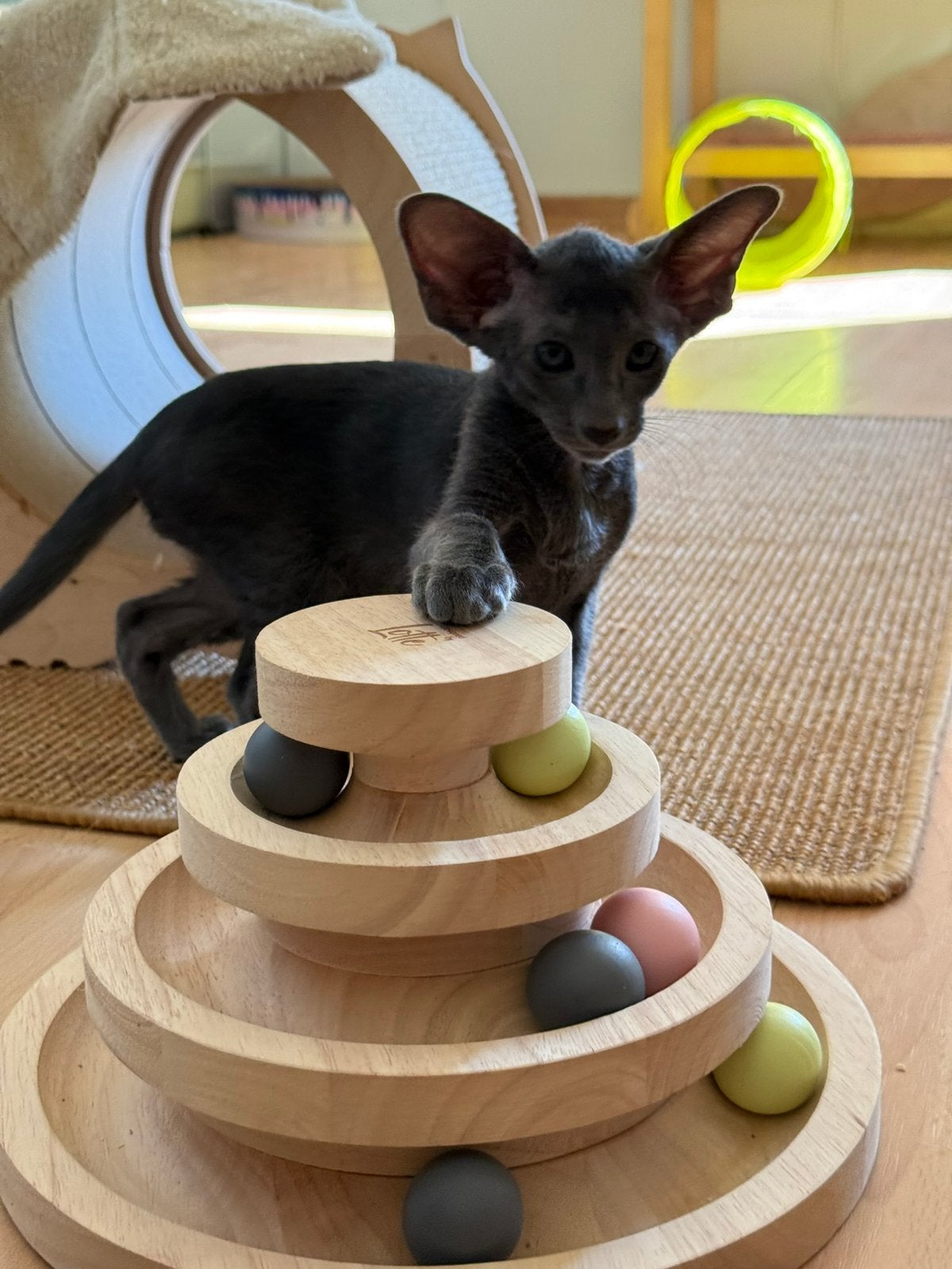 Prachtig blauw Peterbaldkitten zoekt zijn gouden mandje, Kater, Gechipt, 0 tot 2 jaar