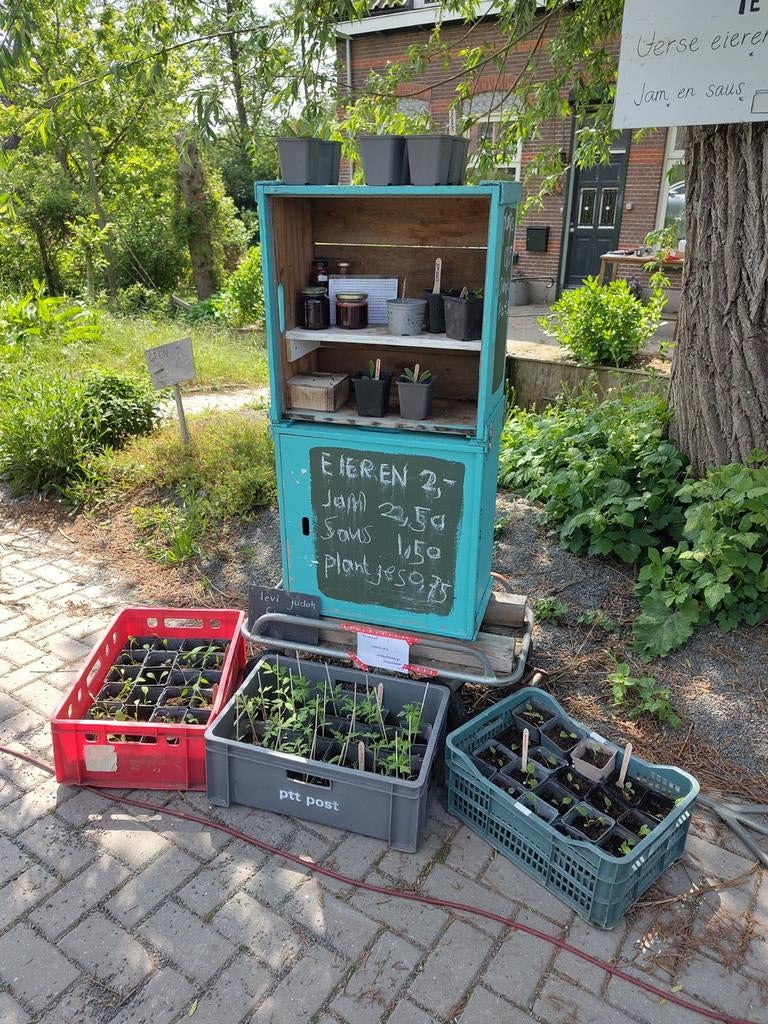 Zelfgekweekte plantjes, jam, saus & eieren van loopeenden, Ophalen of Verzenden, Groenteplanten