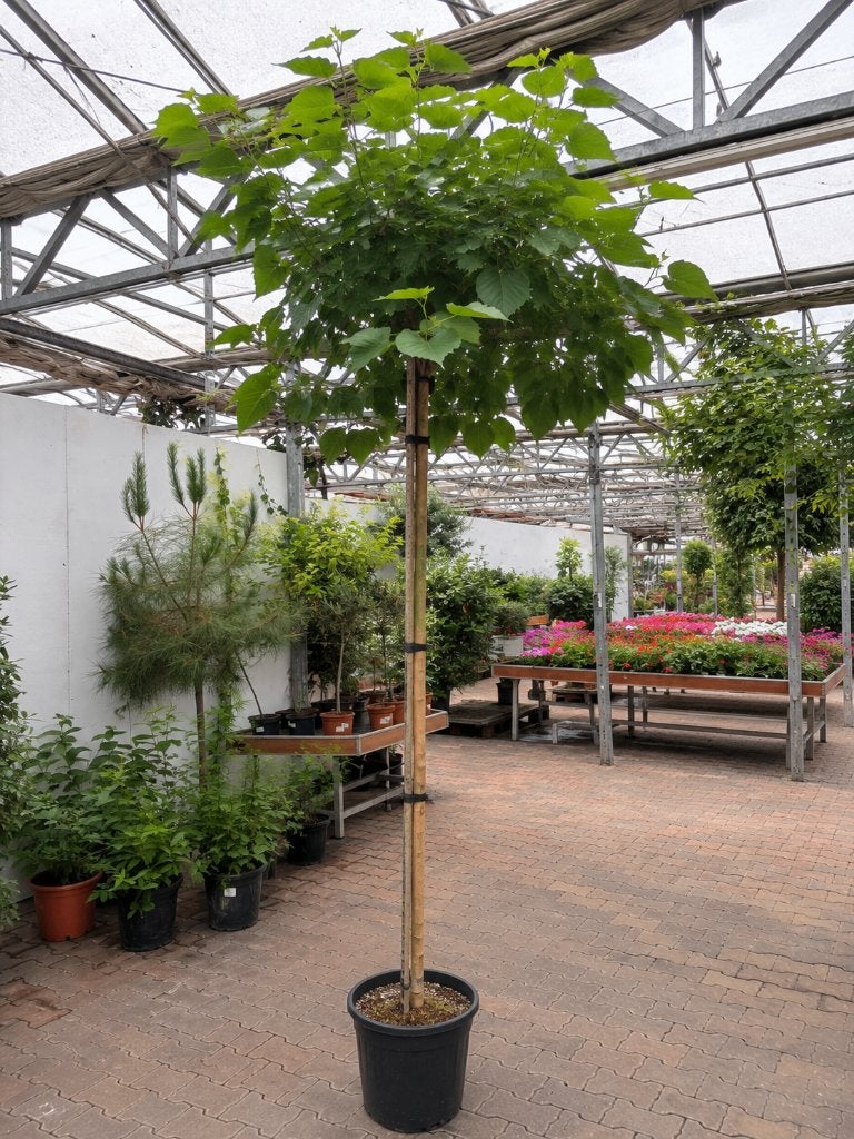 Morus alba (Witte moerbei), Overige soorten, 250 tot 400 cm, Zomer, Ophalen