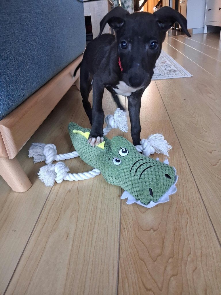 whippet met greyhound, Ophalen, Overige materialen, Overige typen, Nieuw