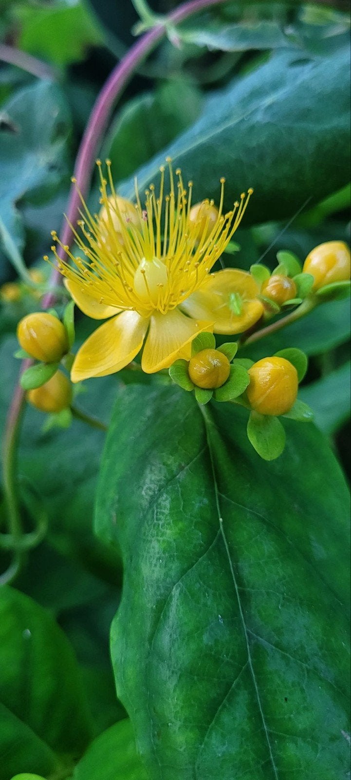 Leuke planten voor insekten in de tuin in pot, Ophalen, Overige soorten, Volle zon