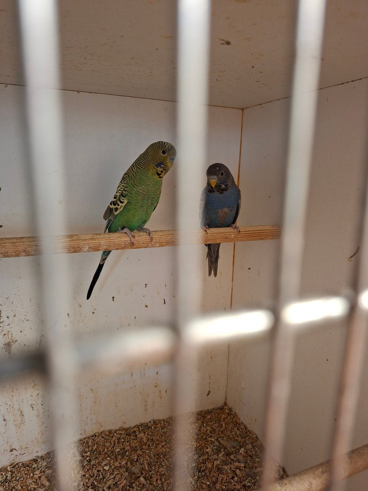 2 blackface mannen, Dieren en Toebehoren, Vogels | Parkieten en Papegaaien, Mannelijk, Parkiet