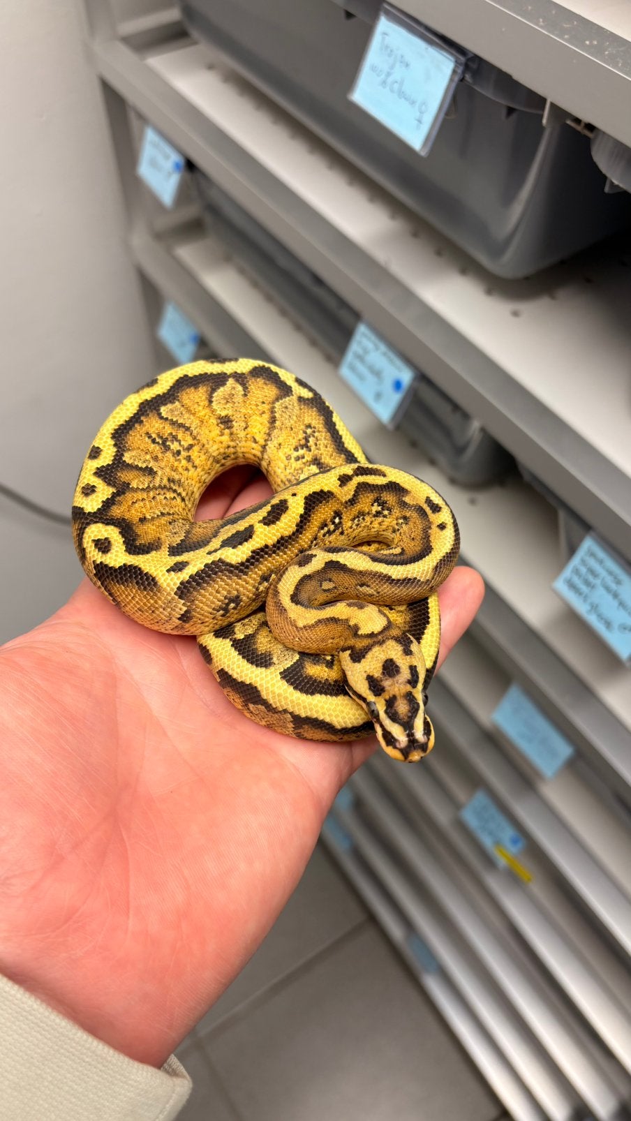 0.1 spotnose fire stranger 100% het clown ball python Ball Python photo 2