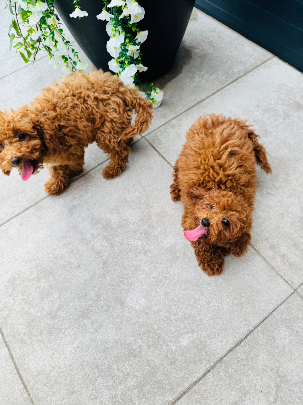 Prachtige Toy Poodle Pups te Koop, Dieren en Toebehoren, Honden | Chihuahua's en Gezelschapshonden, Poedel, Particulier, 8 tot 15 weken