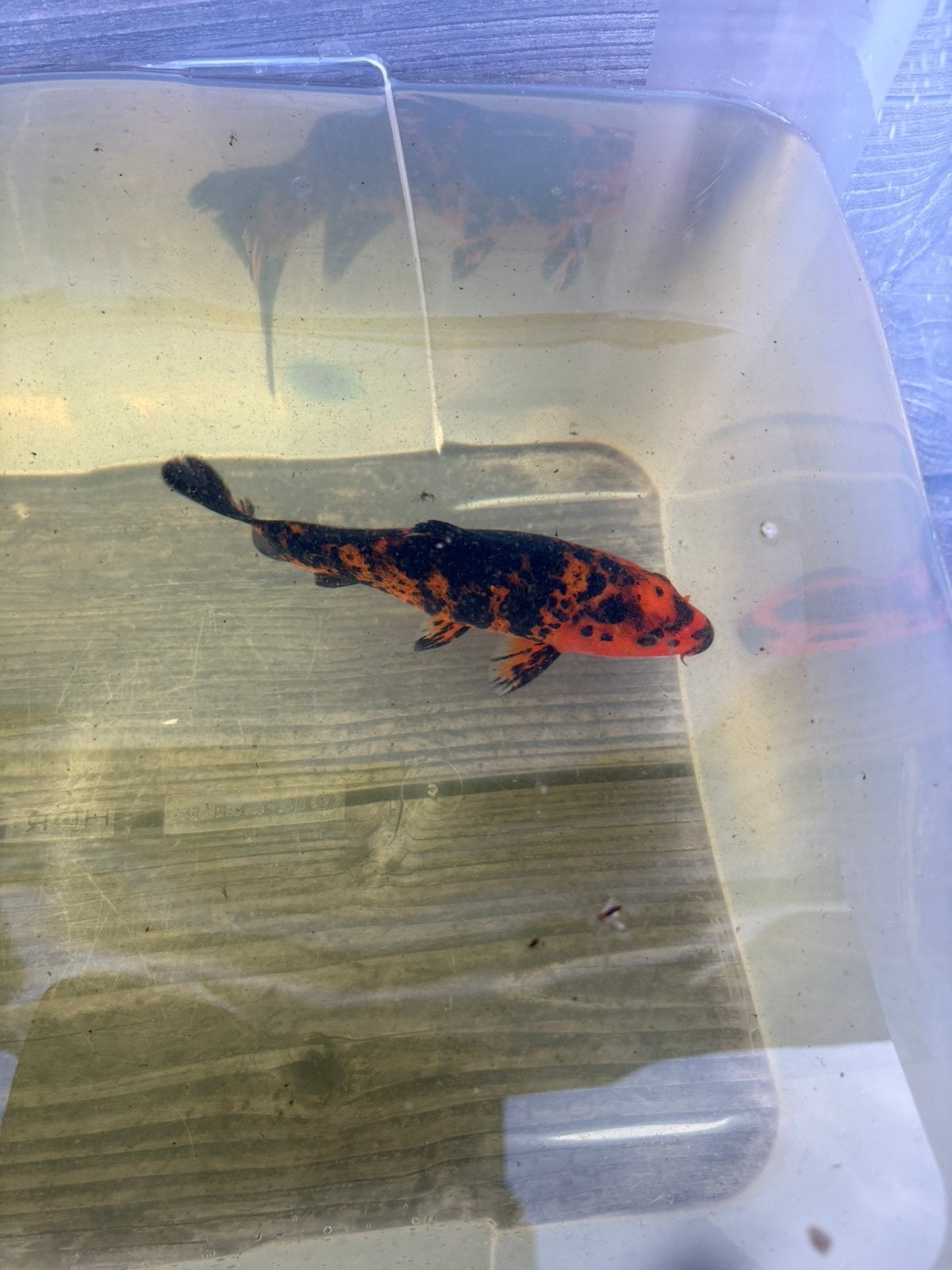 Hi utsuri koi te koop, Karper of Koi