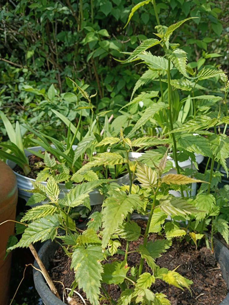Kerria japonica of Ranonkel struik, Ophalen, Overige soorten, Minder dan 100 cm