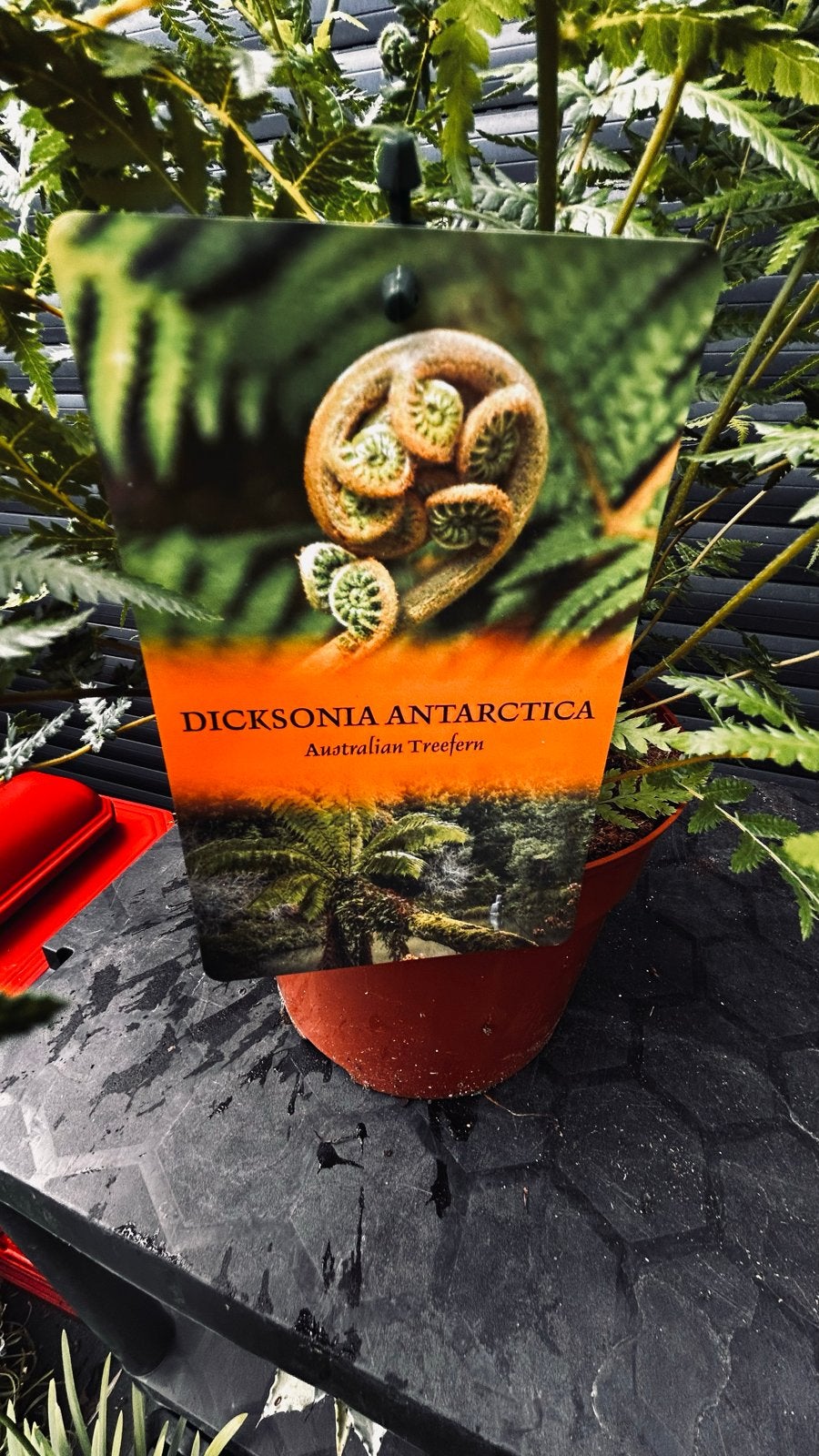 Dicksonia Antarctica - Australische Boomvaren, Tuin en Terras, Planten | Tuinplanten, Ophalen, Vaste plant, Varens, Bloeit niet