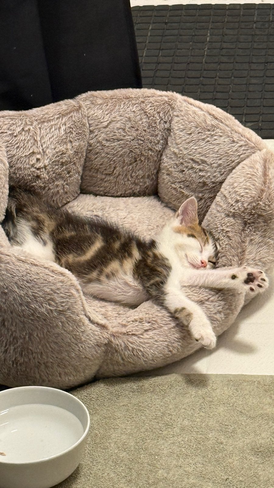 Gevonden kitten zoekt fijn thuis, Kater, Kortharig, 0 tot 2 jaar