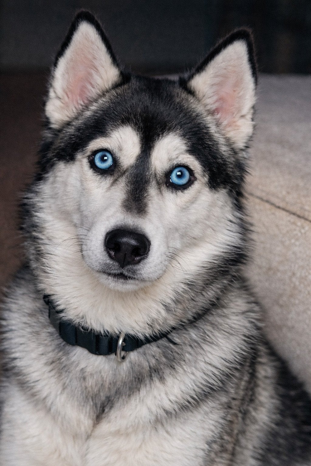 Aankomende Pomsky F1 pups, Dieren en Toebehoren, Overige rassen, Meerdere, Meerdere dieren, Nederland