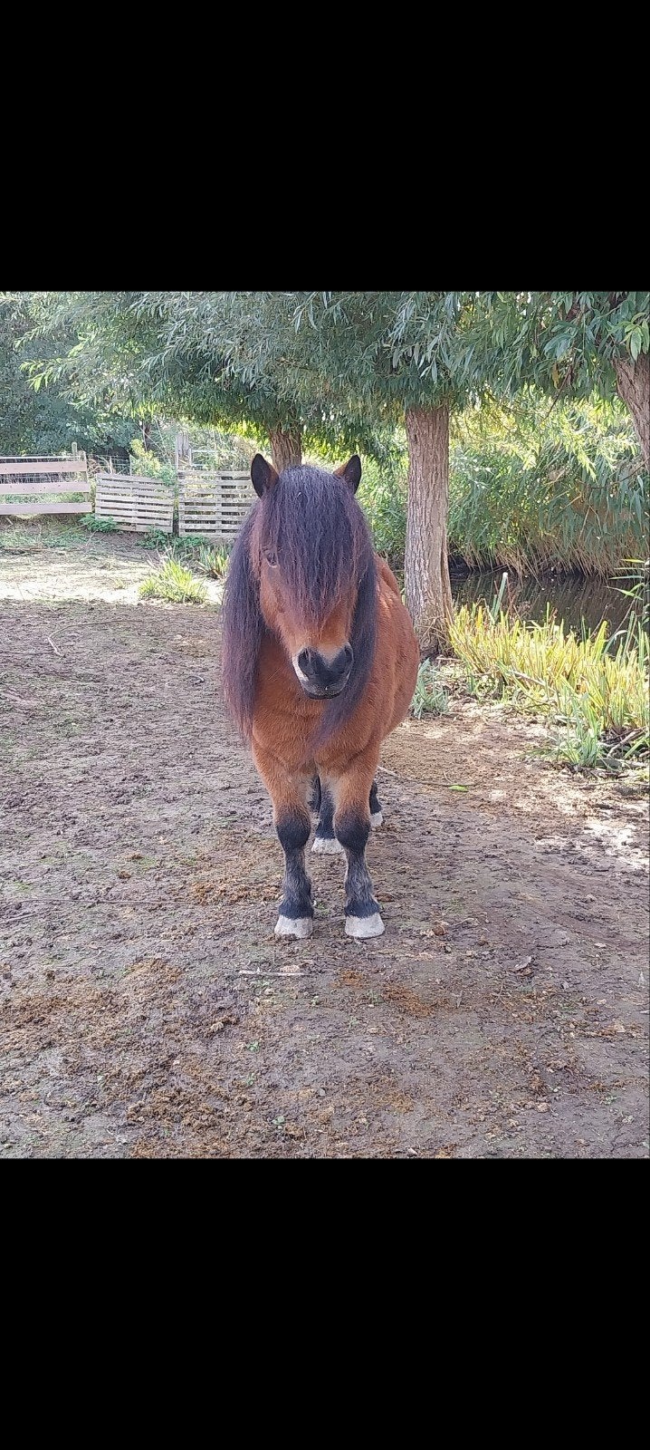 LIEF EN MOOI SHETLANDER RUINTJE, Dieren en Toebehoren