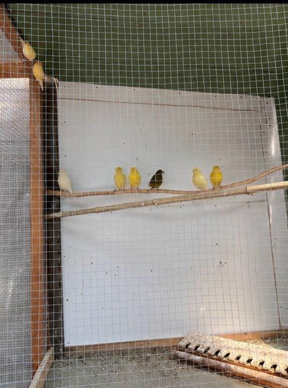 Kanaries, Dieren en Toebehoren, Vogels | Kanaries, Meerdere dieren, Kleurkanarie