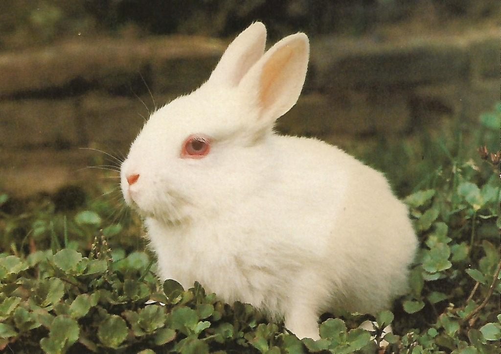 Dieren- -Konijn. (ansichtkaart)., Ophalen of Verzenden, 1980 tot heden, Ongelopen, Overige soorten