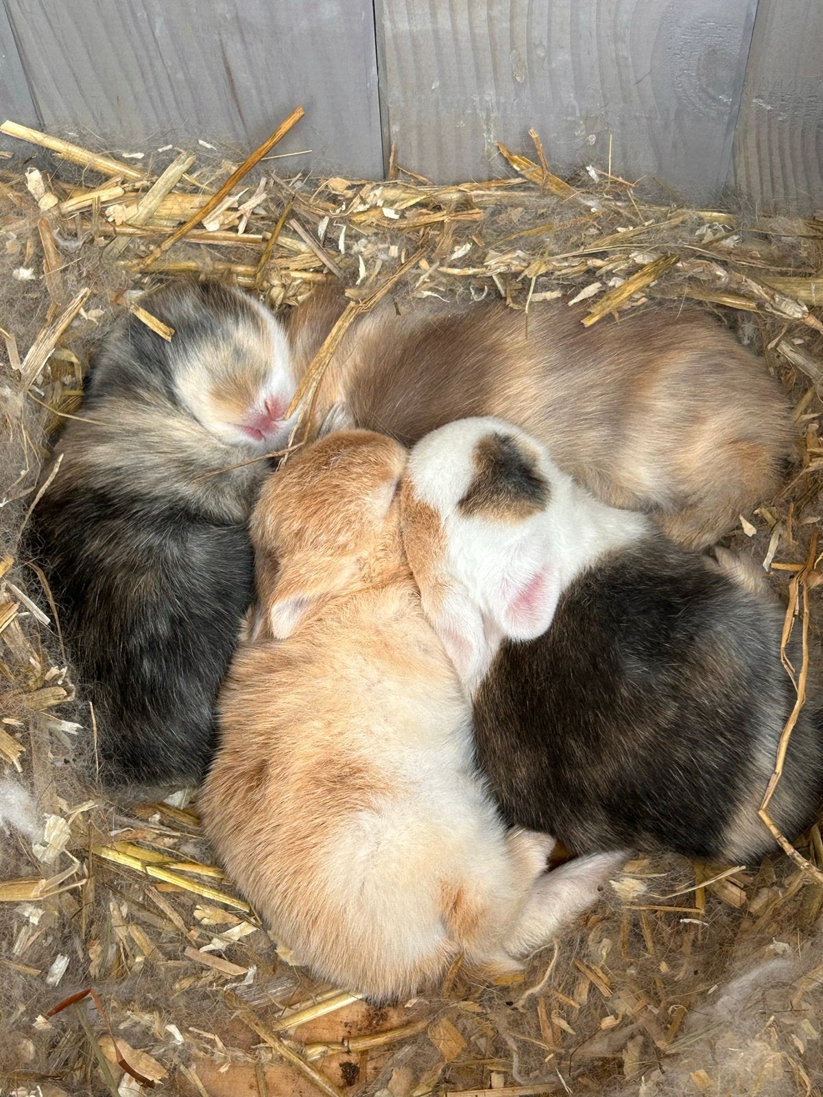 Dwergkonijntjes, Dieren en Toebehoren, Geslacht onbekend, Overige typen, Tam, September
