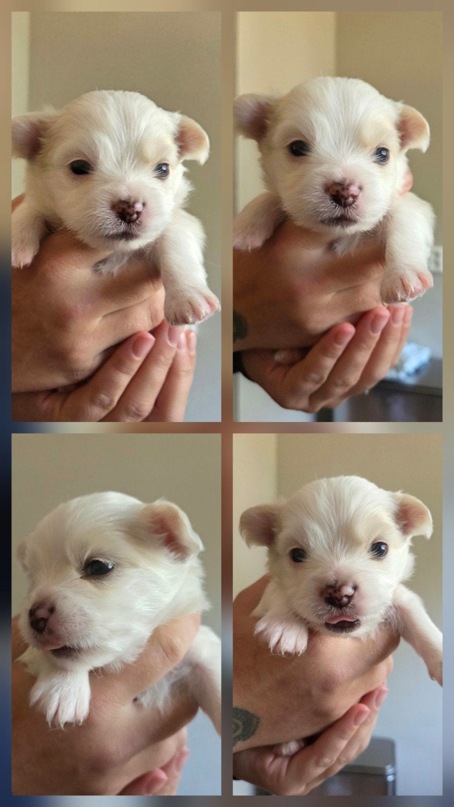 Prachtige Pomchi puppy's, Parvo, Overige rassen, 8 tot 15 weken, Meerdere