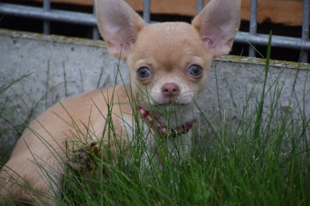 Chihuahua pup mooie keuze, 15 weken tot 1 jaar, Buitenland, Meerdere, Meerdere dieren