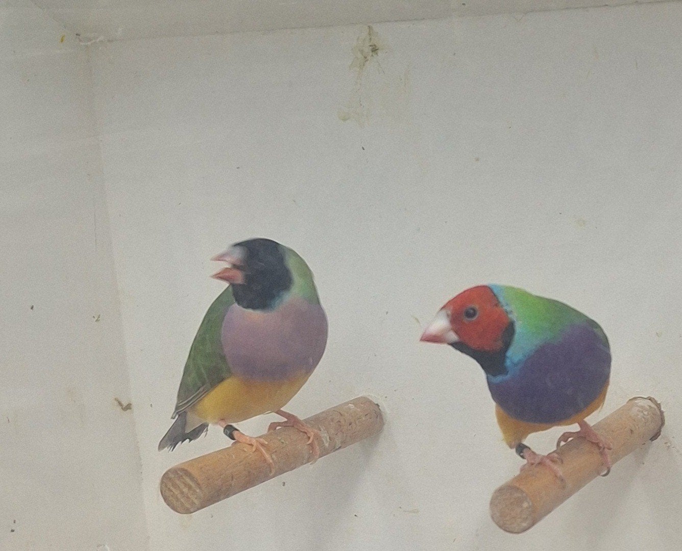 gouldamadines, Dieren en Toebehoren, Meerdere dieren, Tropenvogel, Geringd