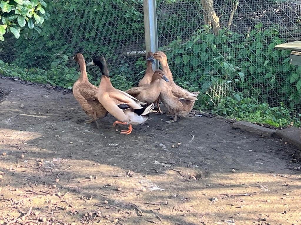 Te koop eenden khaki campbell legeenden, Geslacht onbekend, Eend