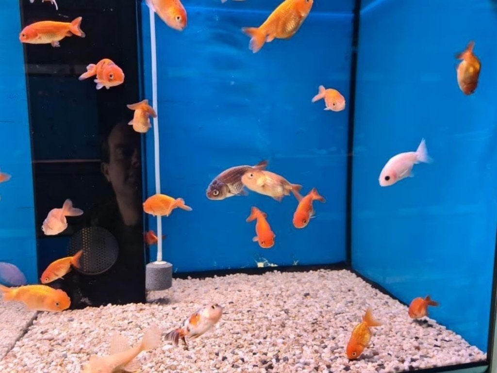 Ranchu goudvis mix ca 8/10 - Koidream Valburg