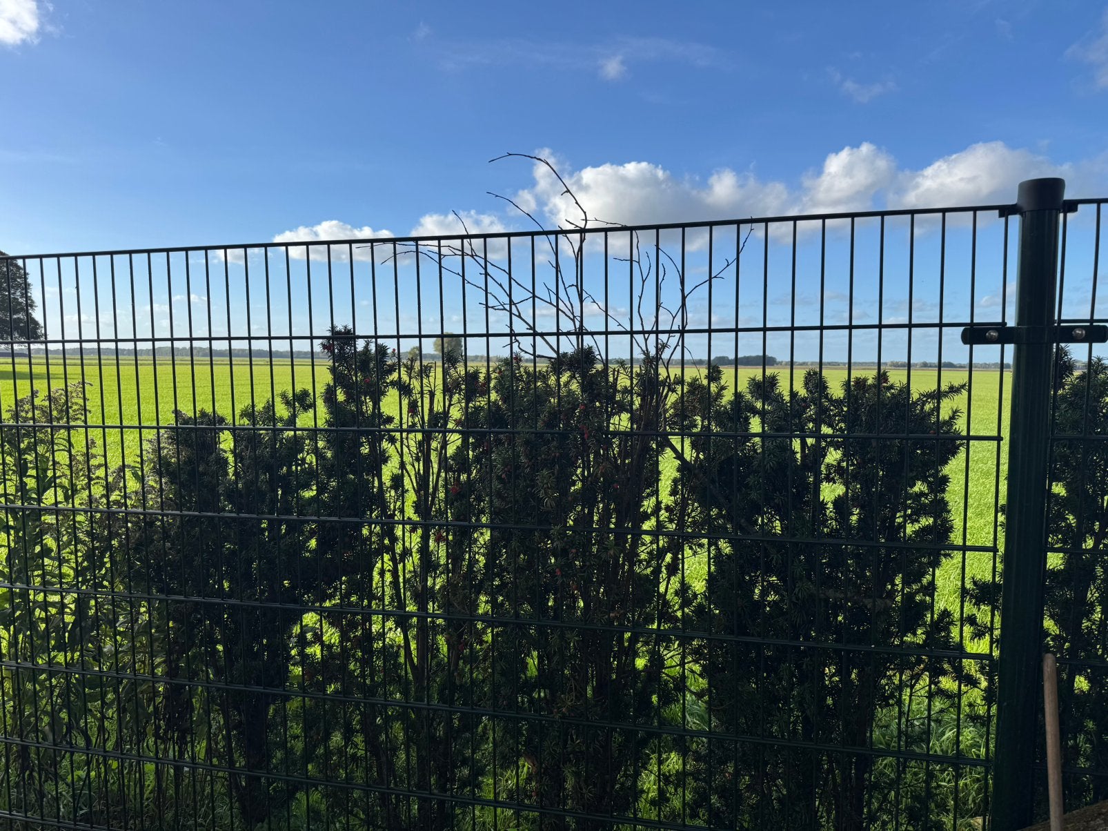 Dubbelstaafmat 8-6-8 groen, Ophalen, Nieuw, IJzer, Dubbelstaafmat hekwerk