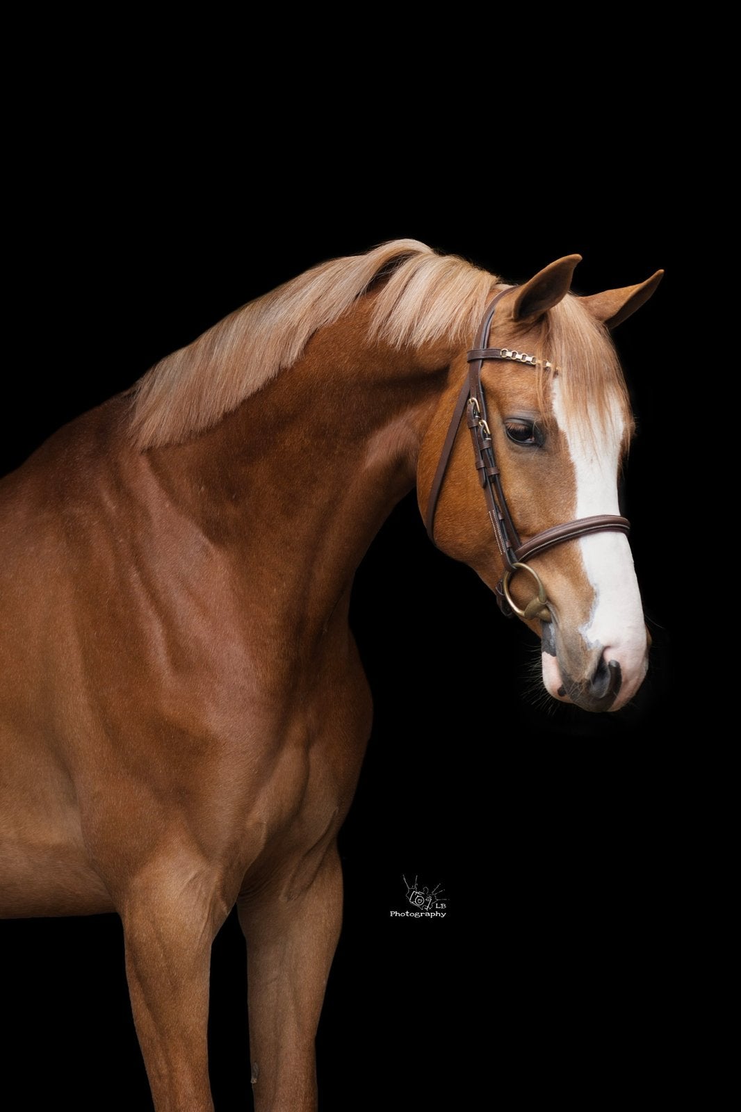 Stoere 5 jarige  vos ruin springgefokt, Springpaard, Ruin, Met stamboom, B