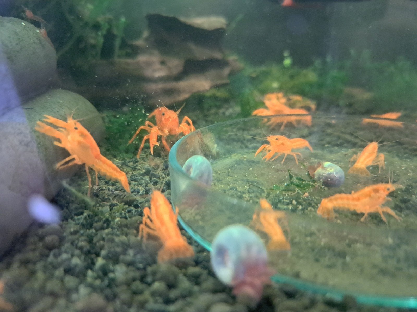Jonge CPO kreeftjes, Dieren en Toebehoren, Kreeft, Krab of Garnaal, Zoetwatervis