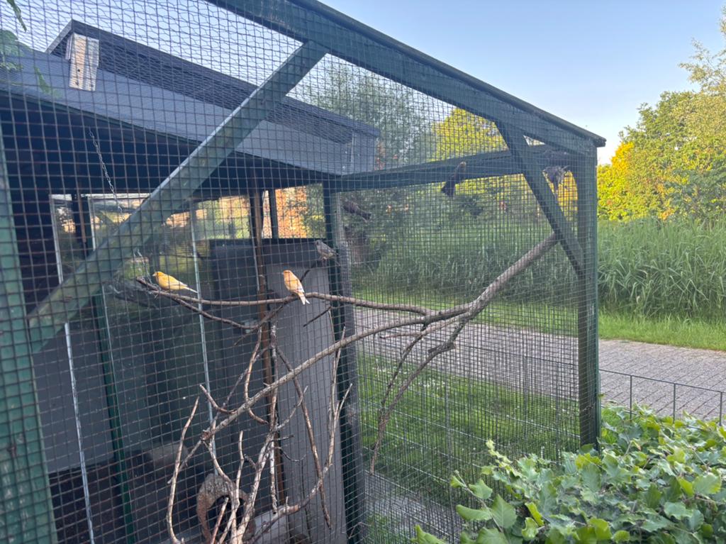 Kleine vogels te koop, Dieren en Toebehoren, Ophalen, Zo goed als nieuw, Overige typen