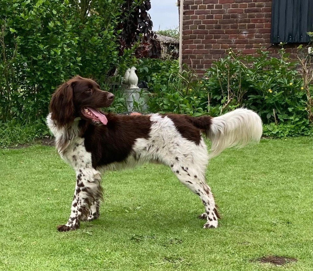 dekreu heidewachtel, Dieren en Toebehoren, Reu, Eén hond, 3 tot 5 jaar, Nederland