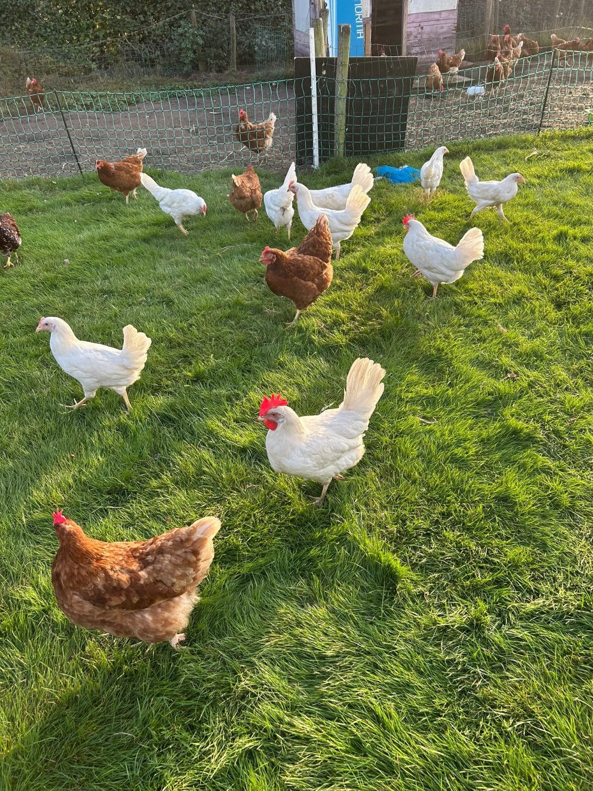 Jonge Witte hennen, Dieren en Toebehoren