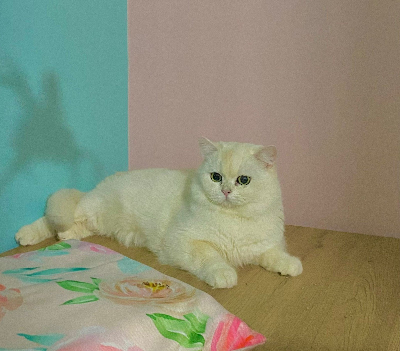 Britse korthaar, Kater, Met stamboom, 0 tot 2 jaar