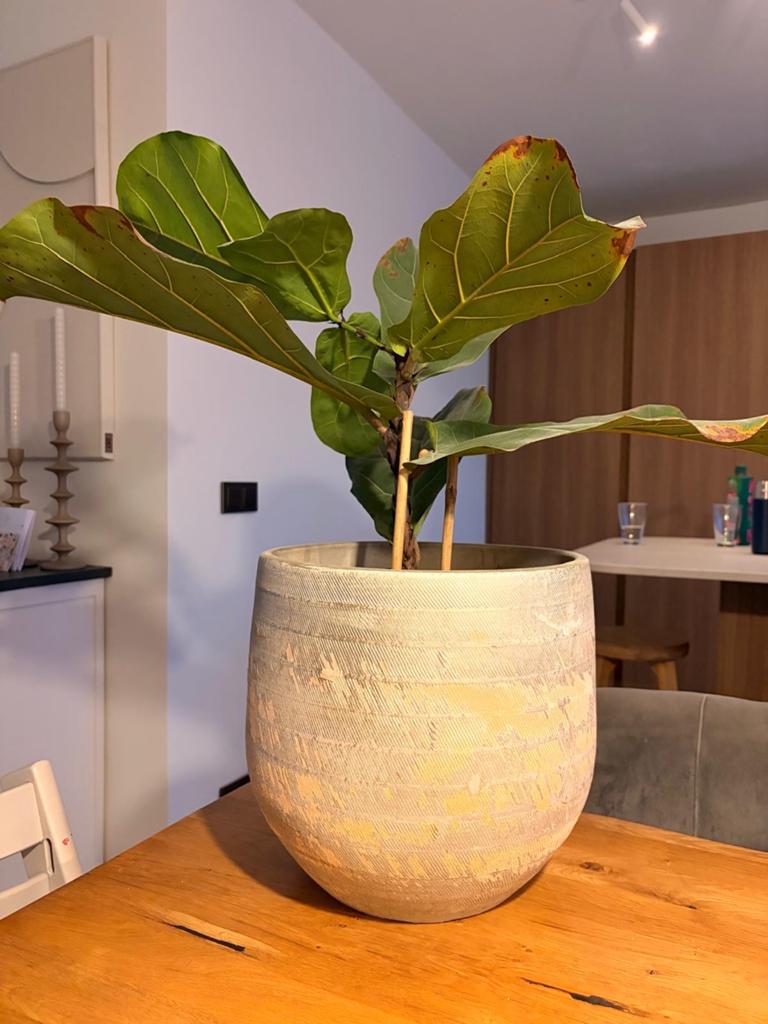 Ficus Lyrata (Tabaksplant) diversen te koop, Ophalen, Ficus, Halfschaduw, In pot