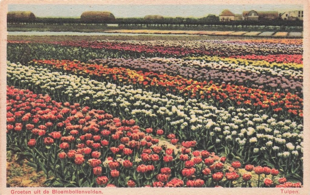 703-465-033 Groeten Uit De Bloembollenvelden Tulpen, Verzenden, Voor 1920, Noord-Holland