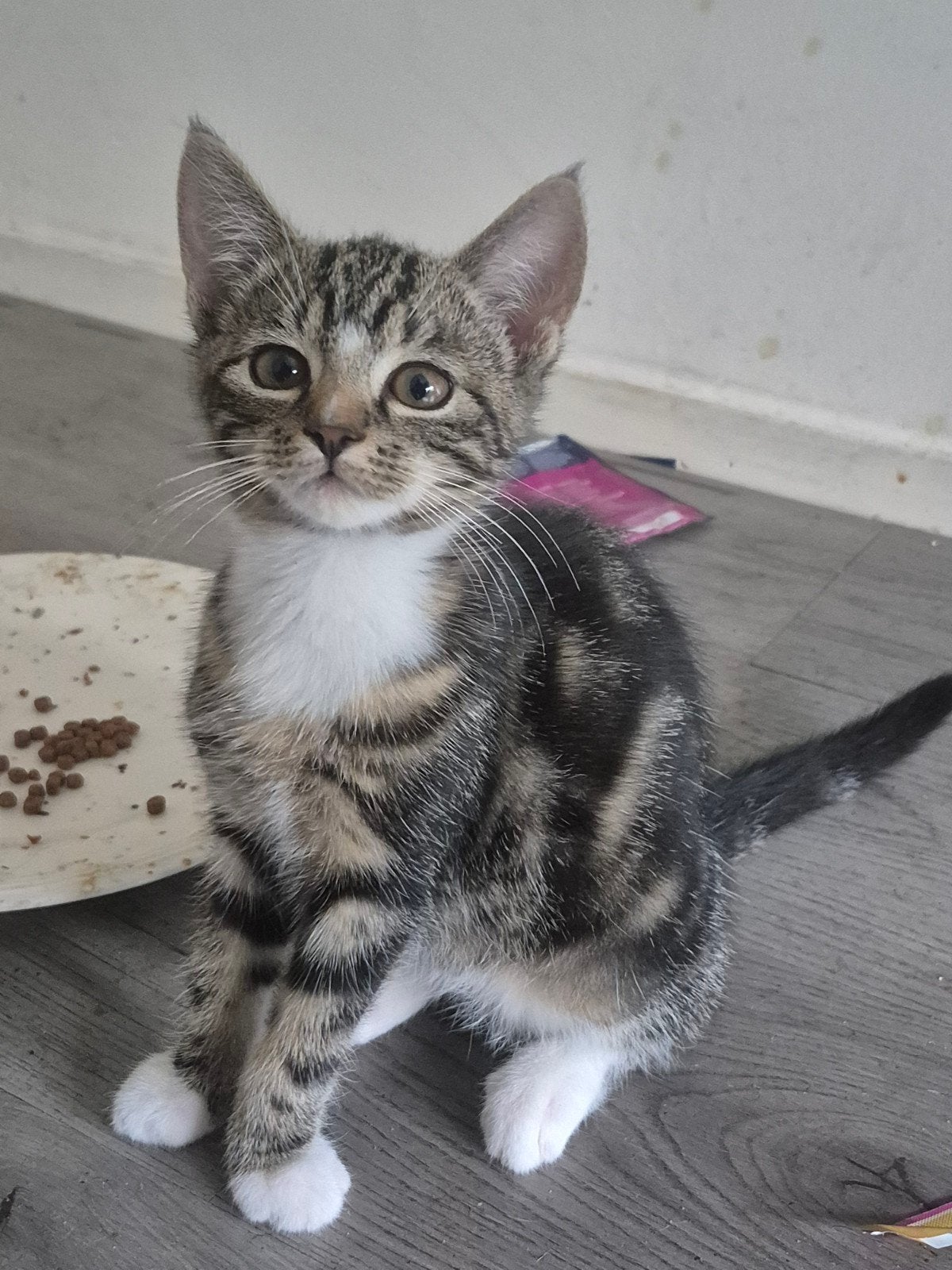 kittens, Kater, Ontwormd, 0 tot 2 jaar