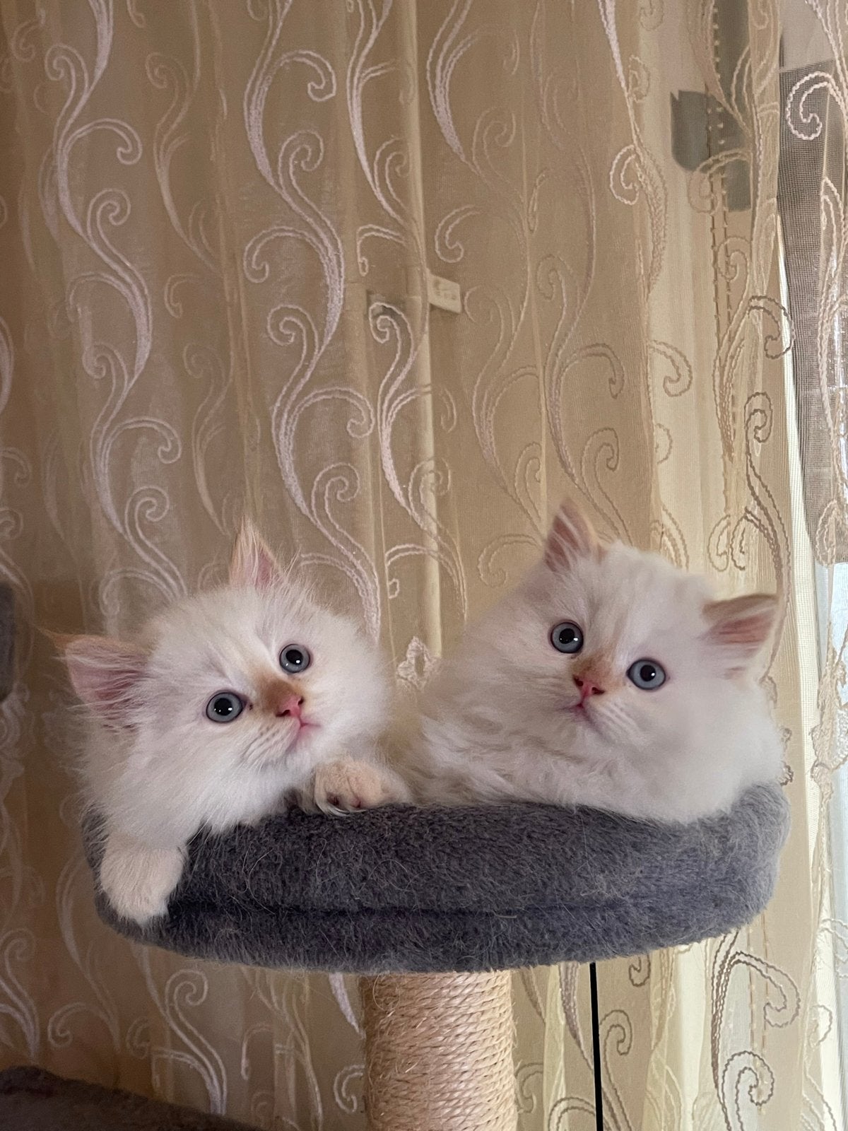Prachtige langharige kittens met blauwe ogen, Meerdere dieren, Langharig, 0 tot 2 jaar