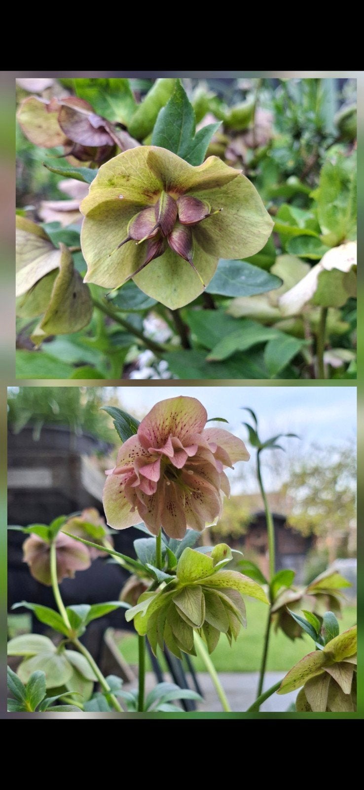 Zaad Helleborus mix, Verzenden, Gehele jaar, Halfschaduw, Zaad